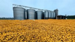 <b>下放松抢收</b>